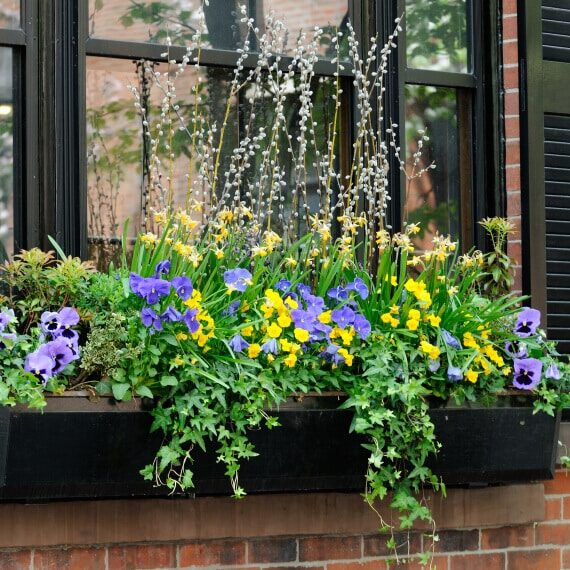 Window Box Close-up