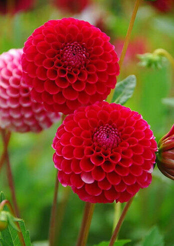 Little William dahlia