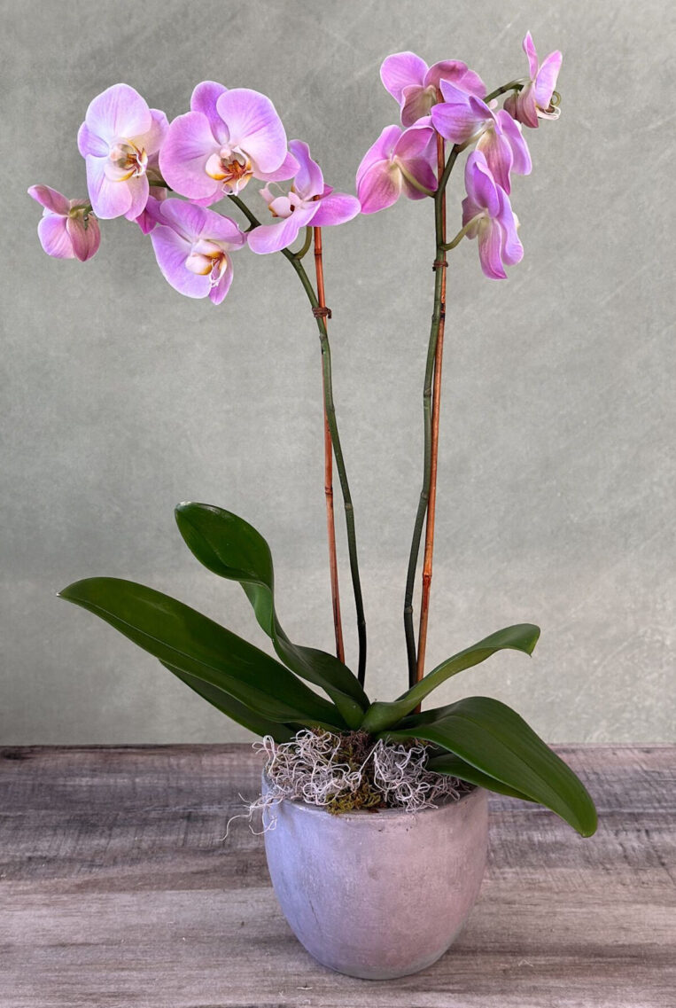 Orchid Charm is a flowering orchid in a decorative pot