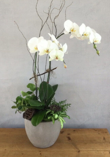 Elegant White Orchid features an orchid plant with other green plants in a decorative container