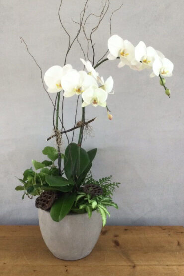 Elegant White Orchid features an orchid plant with other green plants in a decorative container